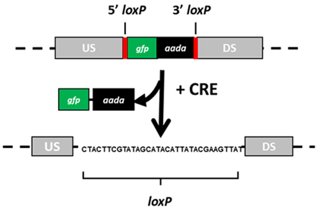 Figure 1: