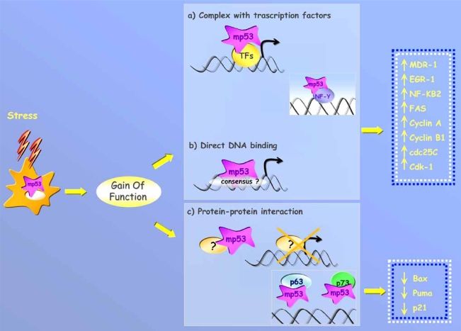 Fig. (2). Molecular mechanisms underlying gain of function of mutant p53 protein.