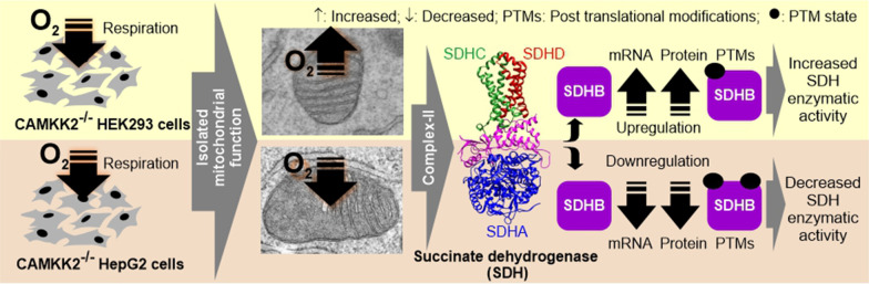 graphic file with name 12964_2021_778_Figa_HTML.jpg