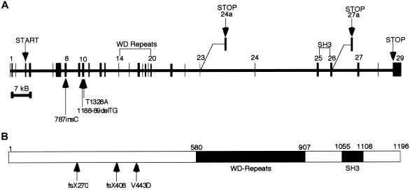 Figure  2