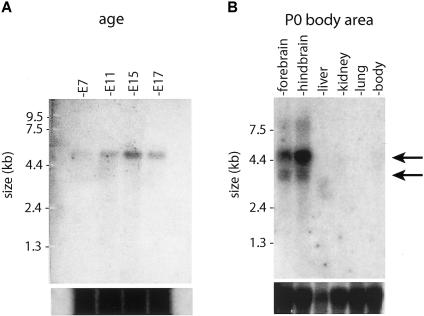 Figure  4