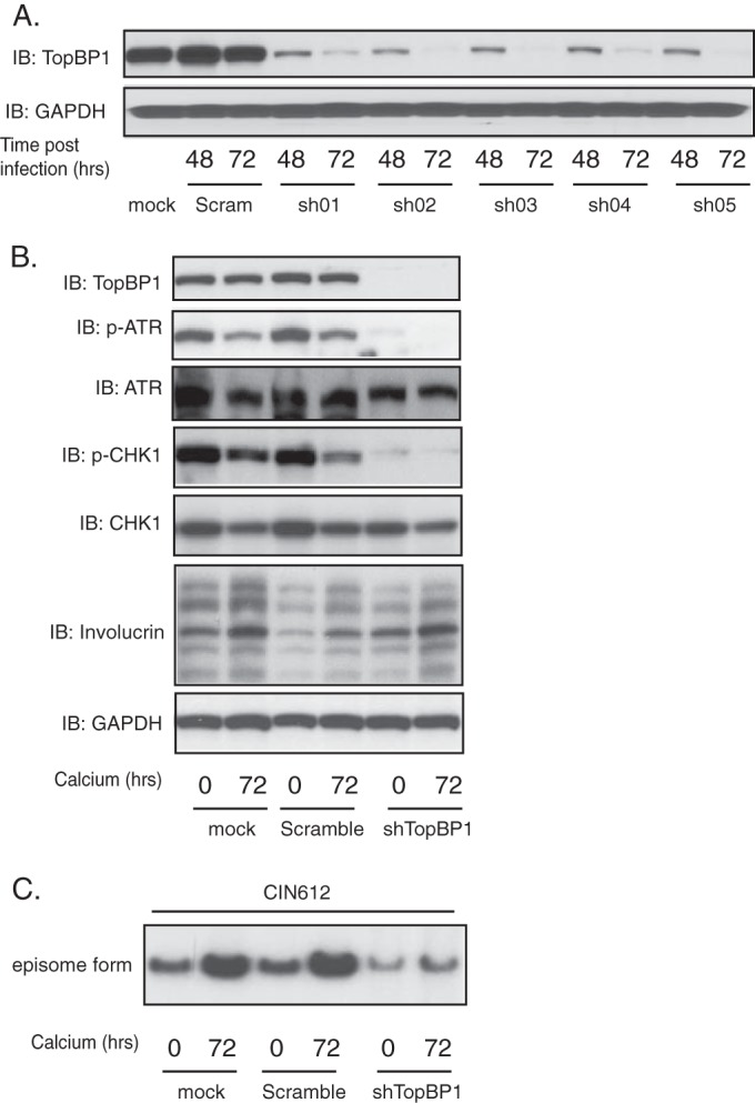 FIG 6 