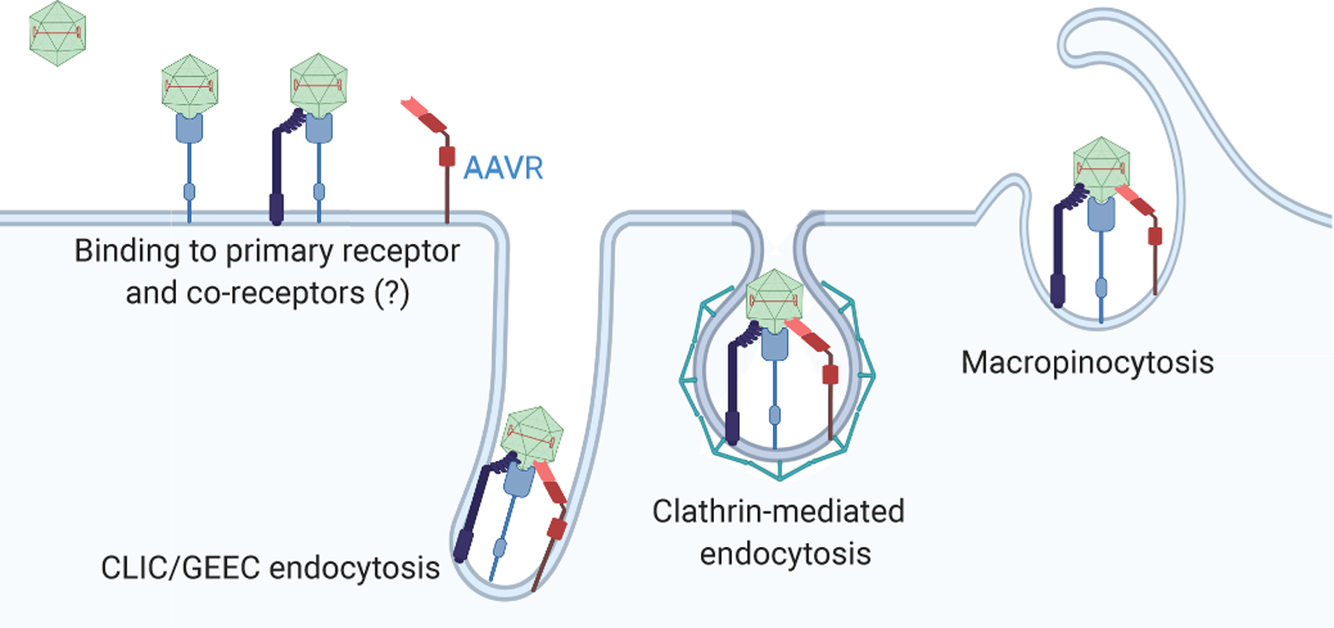 Intracellular Trafficking of Adeno-Associated Virus (AAV) Vectors ...