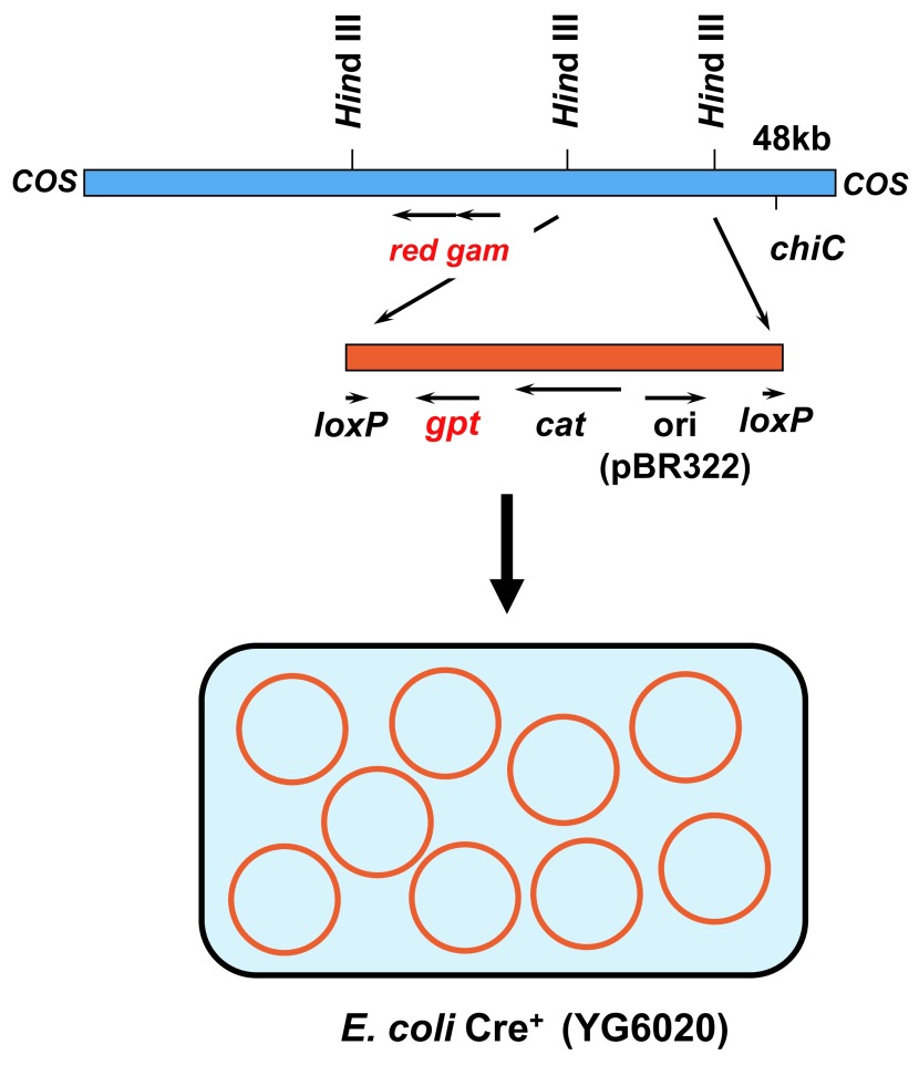 Fig. 2