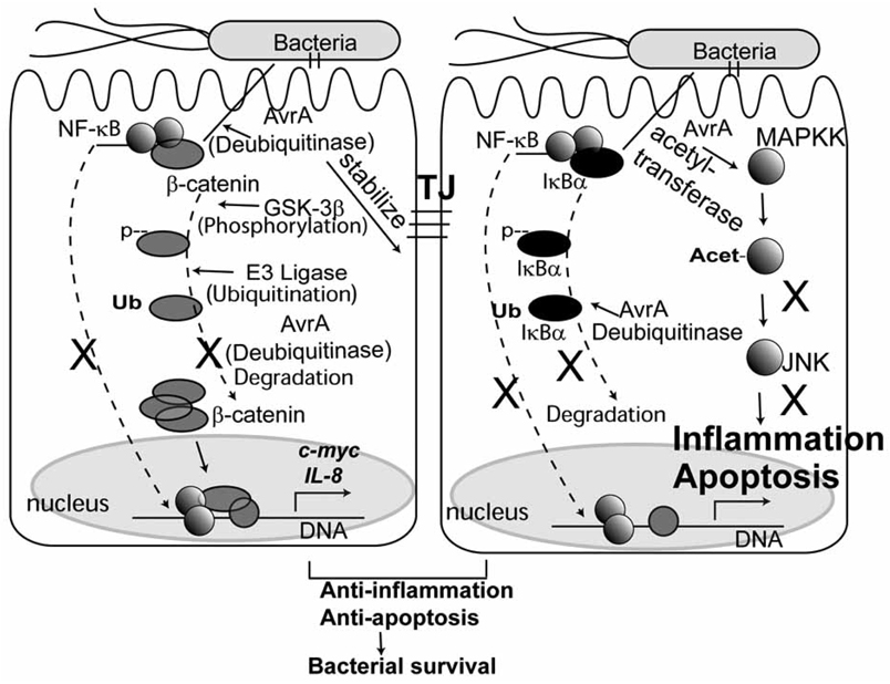 Fig. (1)