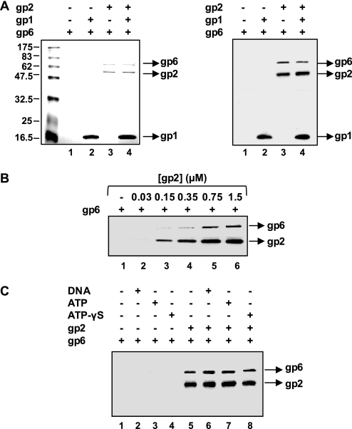 FIGURE 1.