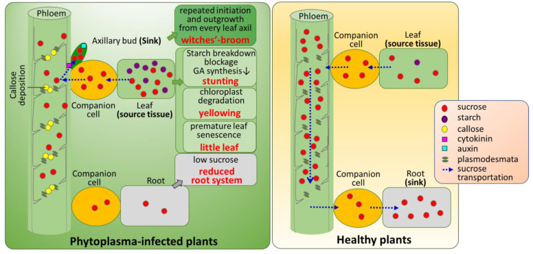 Figure 11