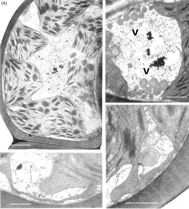 Fig. 13.