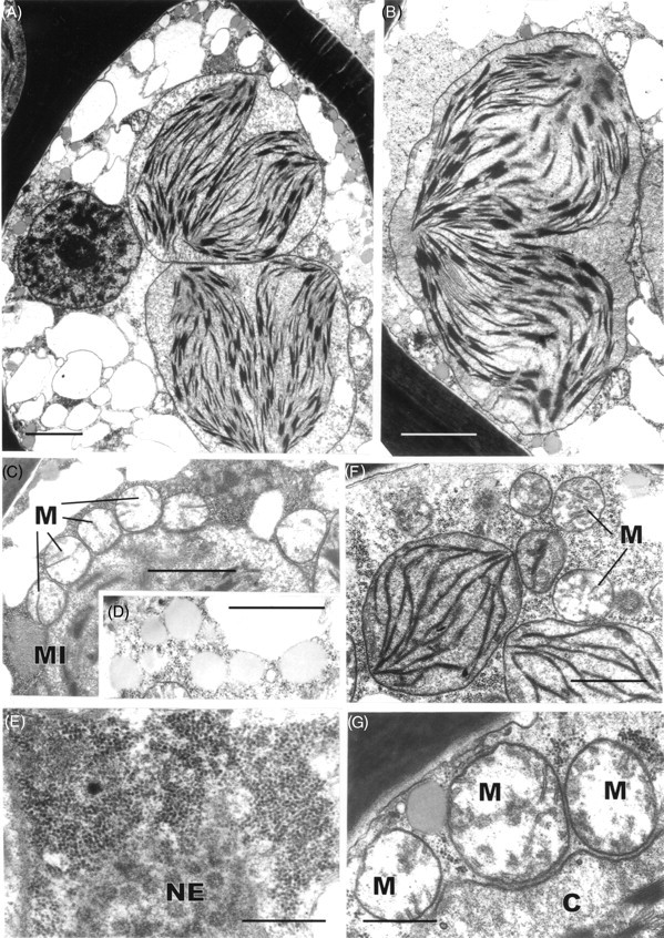 Fig. 10.