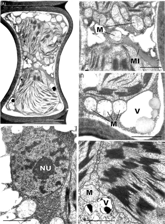 Fig. 11.