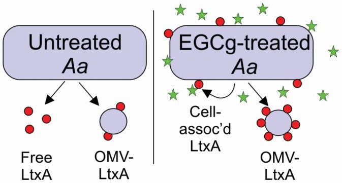 Graphical Abstract