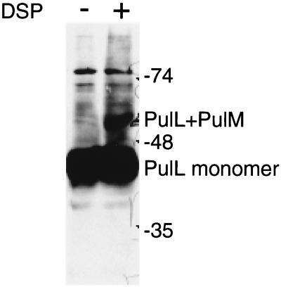 FIG. 5