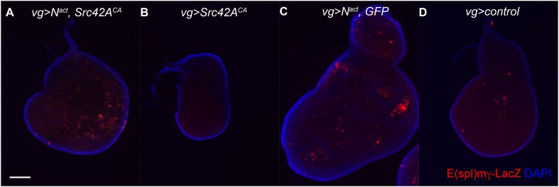 Figure 7—figure supplement 1.