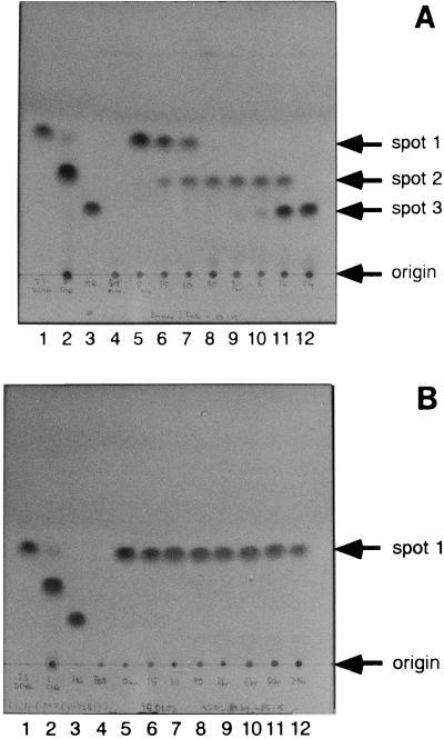 FIG. 5