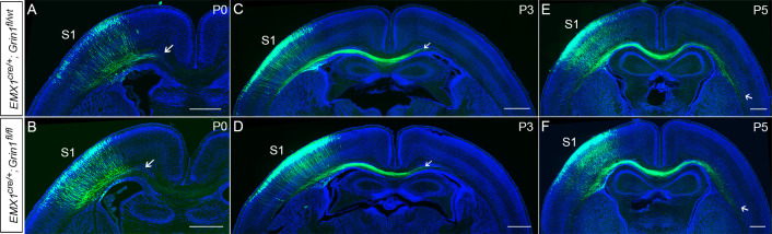 Figure 2—figure supplement 1.