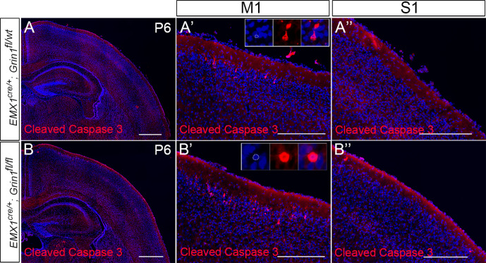 Figure 2—figure supplement 2.