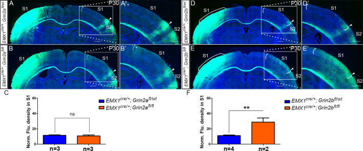 Figure 6—figure supplement 1.