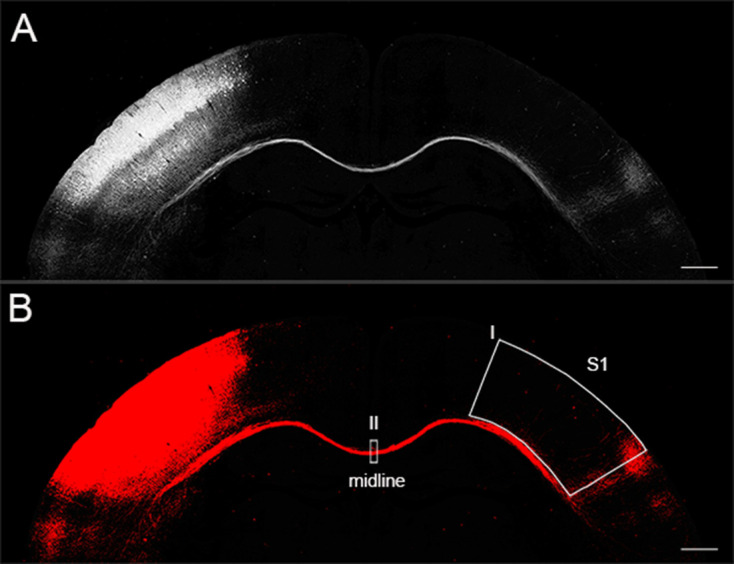 Figure 2—figure supplement 3.