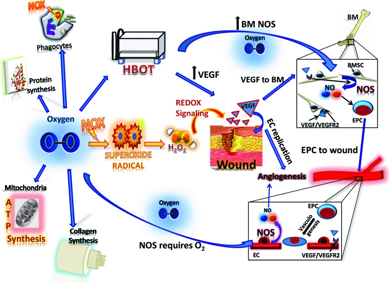 graphic file with name fig-2.jpg