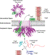 Fig. 14