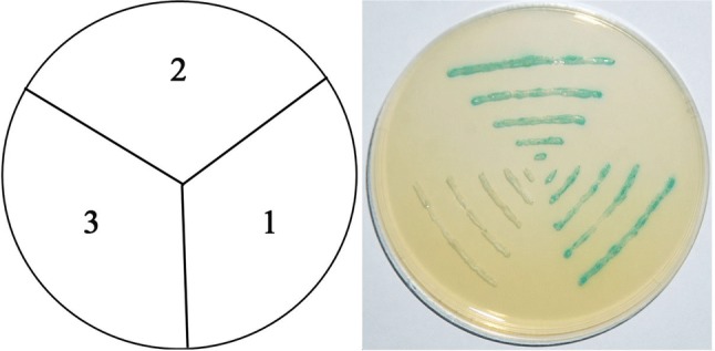 Fig. 4