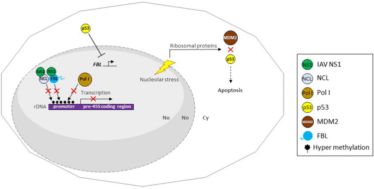 Fig. 6