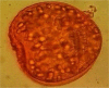 Fig. 2: