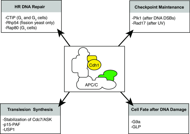 Fig. 4