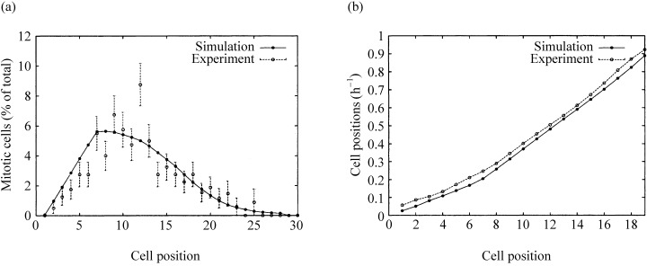 Figure 6. Positional mitotic activity and cell velocity