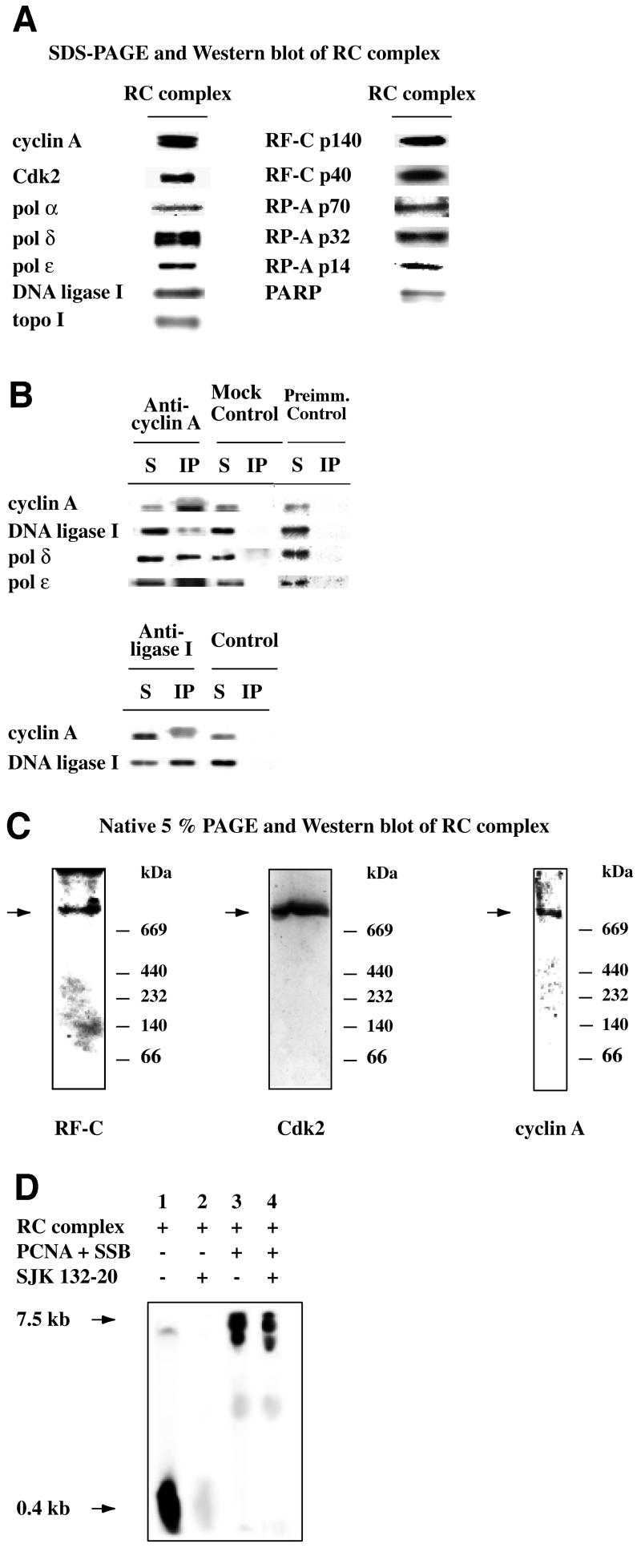 graphic file with name cdf232f3.jpg