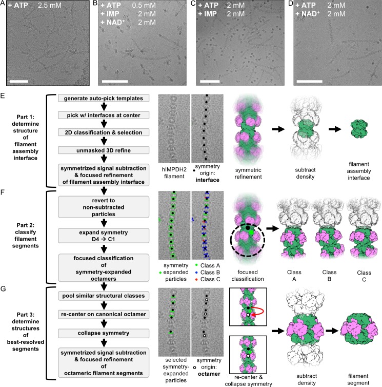 Figure 2—figure supplement 1.