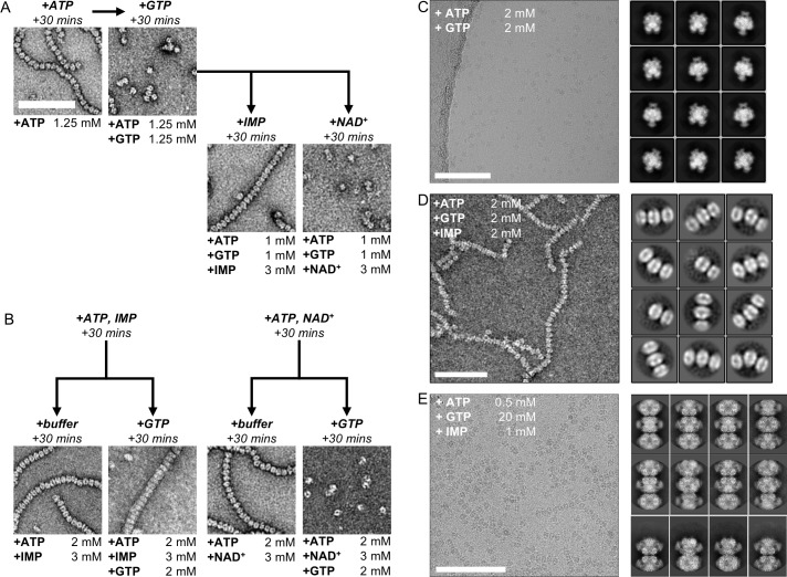 Figure 4—figure supplement 1.