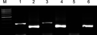 Fig 1.