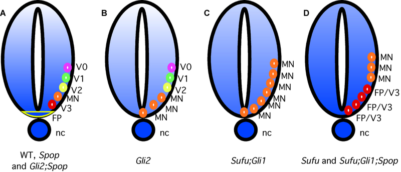 Figure 5.