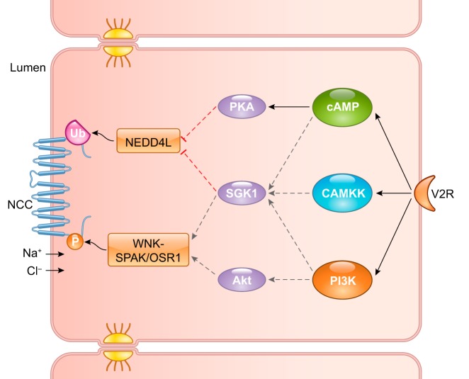 FIGURE 9.