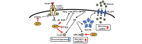 Fig.3. Role of zinc in the regulation of insulin signaling (modified from reference (34))