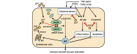 Fig.4. Proposed mechanisms of the protective action of zinc in endothelial function