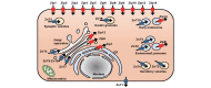 Fig.1. Subcellular localization of a zinc transporter in mammalian cells (modified from reference (10)).