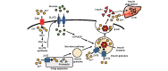 Fig.2. Proposed mechanisms for the participation of zinc transporters (ZnT3, ZnT7, ZnT8, and Zip5) in the regulation of insulin processing, secretion, and clearance
