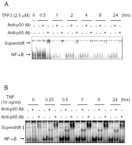 Trefoil factor 3 modulates NF-κB and a novel negative regulatory ...