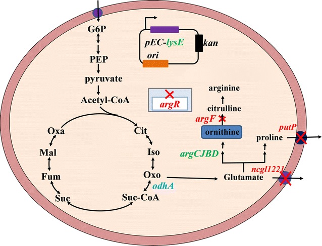 Fig. 1