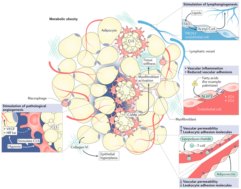 Fig. 4 |