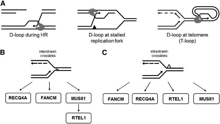 Figure 11.