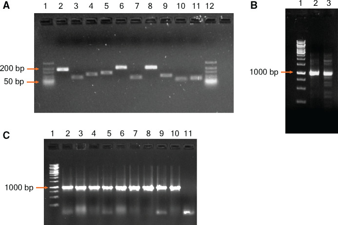 Figure 2: