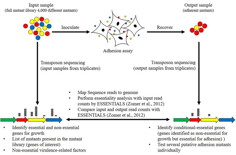 FIGURE 1