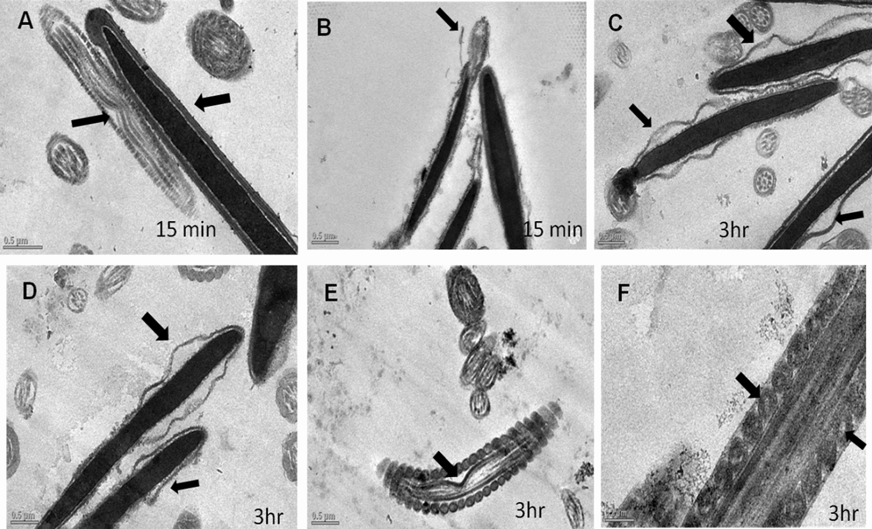 Fig. 15