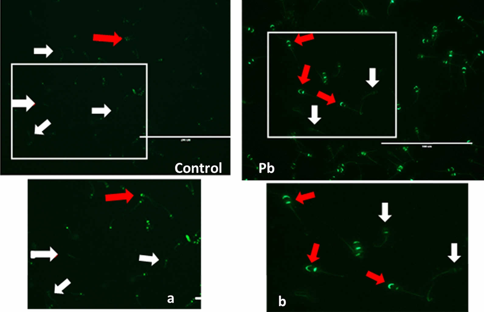 Fig. 19