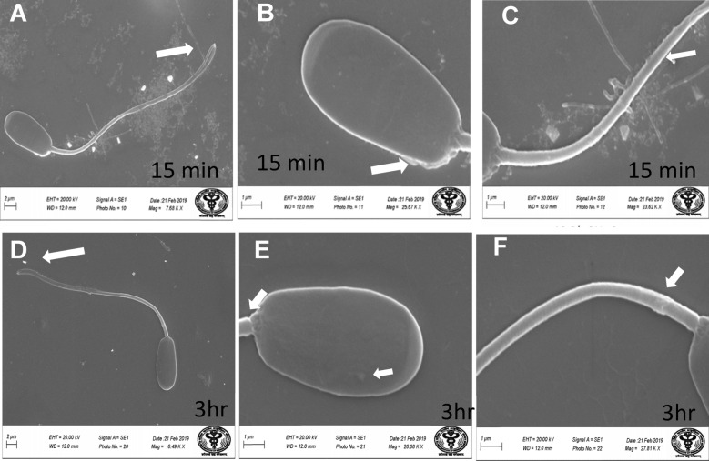 Fig. 12