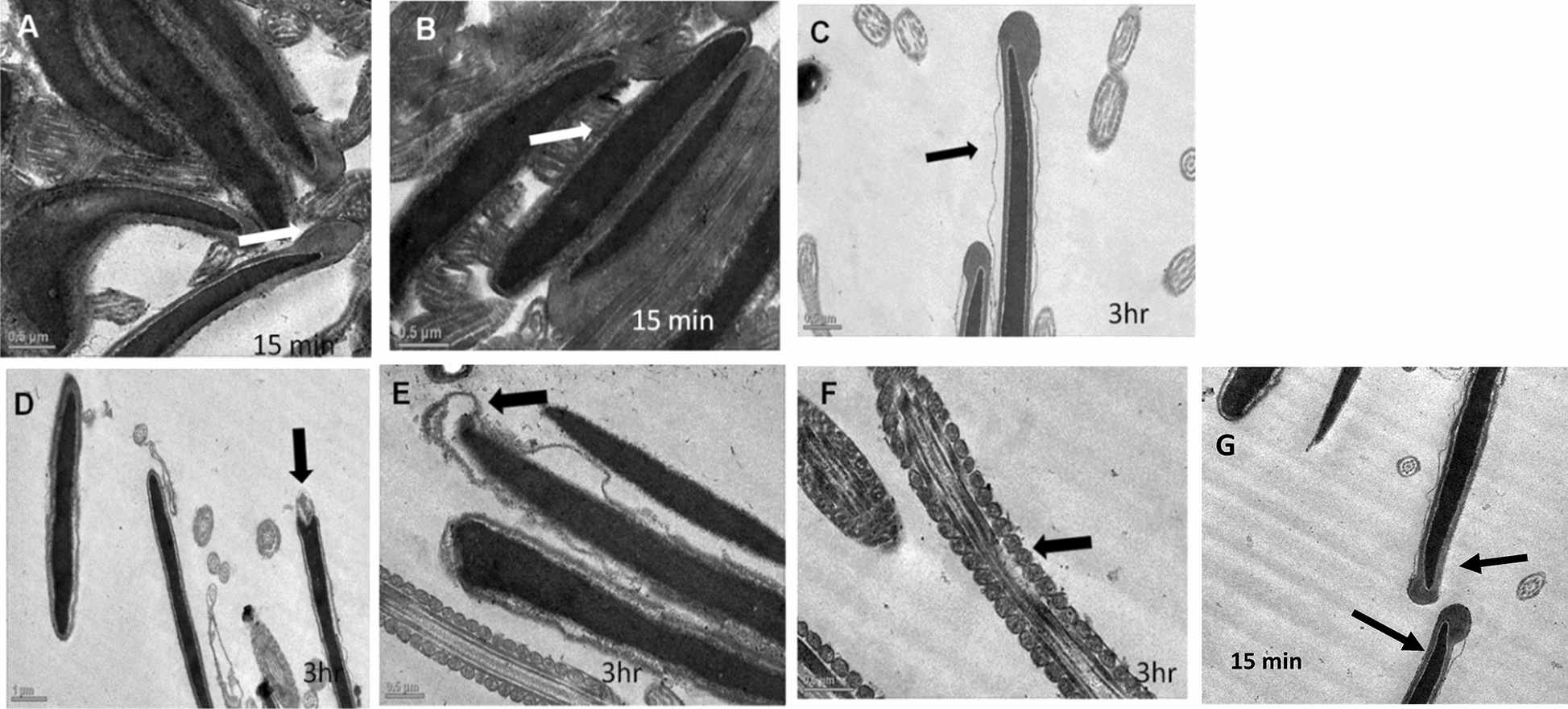 Fig. 14