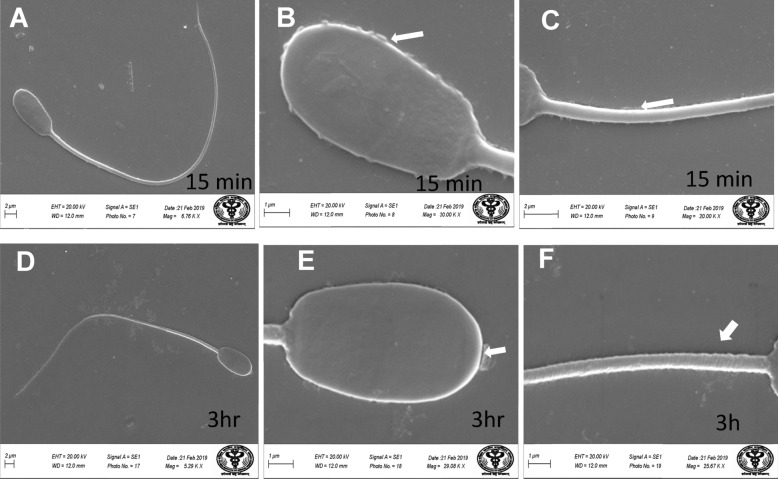 Fig. 11